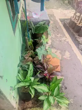 Silahkan bunga nya
