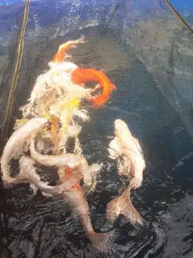 Jual ikan koi ukuran 30 cm 35 cm paket 16 ekor
