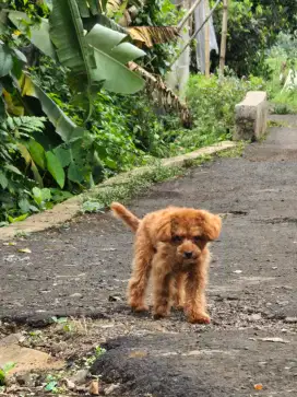 Poodle tiny kecil banget murah meriah jantan