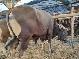 sapi bali 300kiloan siap sapi qurban ekonomisan murmer jamin manteb ok