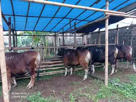 sapi qurban 300kiloan ras sapi bali siap sapi qurban murmer jamin puas