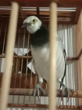 Burung jalakhongkong gacorr mulus