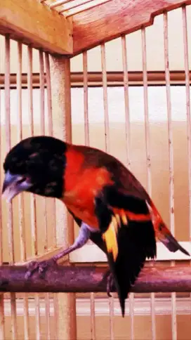 REDSISKIN GACOR DOOR ISIAN BUKA SAYAP DURANSI 1 MENIT LEBIH