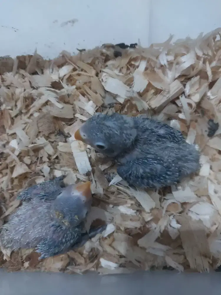 Burung Lovebird