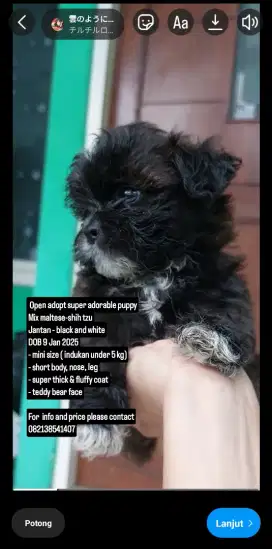 For sale puppy super lucu dan lincah