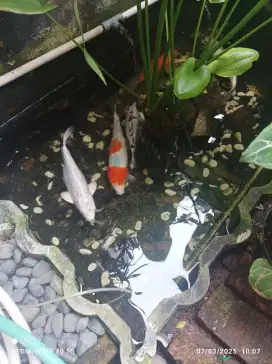 Koi kolam semen