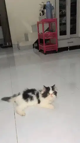 KUCING PEAKNOSE JANTAN
