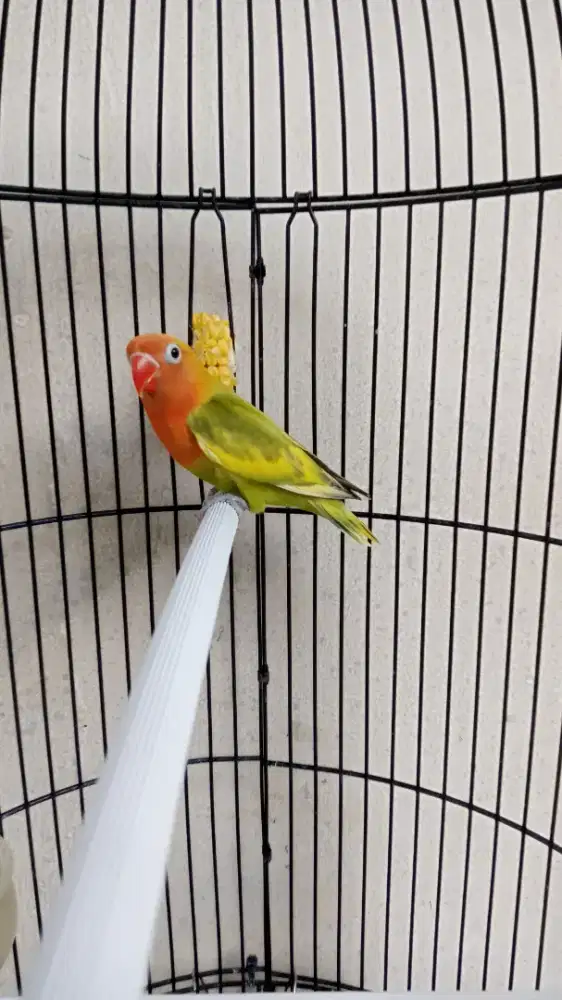Jual BURJA LOVEBIRD GS Muda Warna Cantik