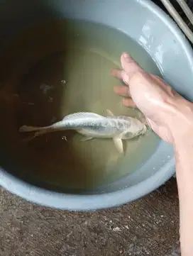 Ikan Koi WHITE SISIK NAGA