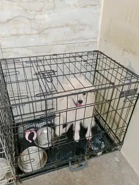 Anjing Mini Pom