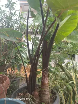 Talas hitam buat penangkal guna guna