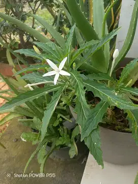 Bunga dan pohon kitolod buat mata