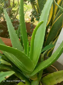 Lidah buaya per satuan pohon