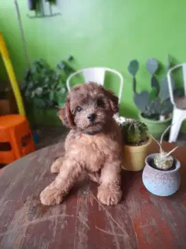 Anak anjing (puppies) Shihtzu Poodle