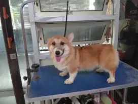 Obral corgi betina anak champion