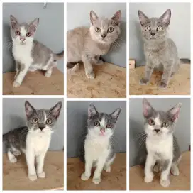 BRITISH SHORTHAIR BSH KITTEN 3.5 BULAN BLUE LYLAC BICOLOUR COWOK CEWEK