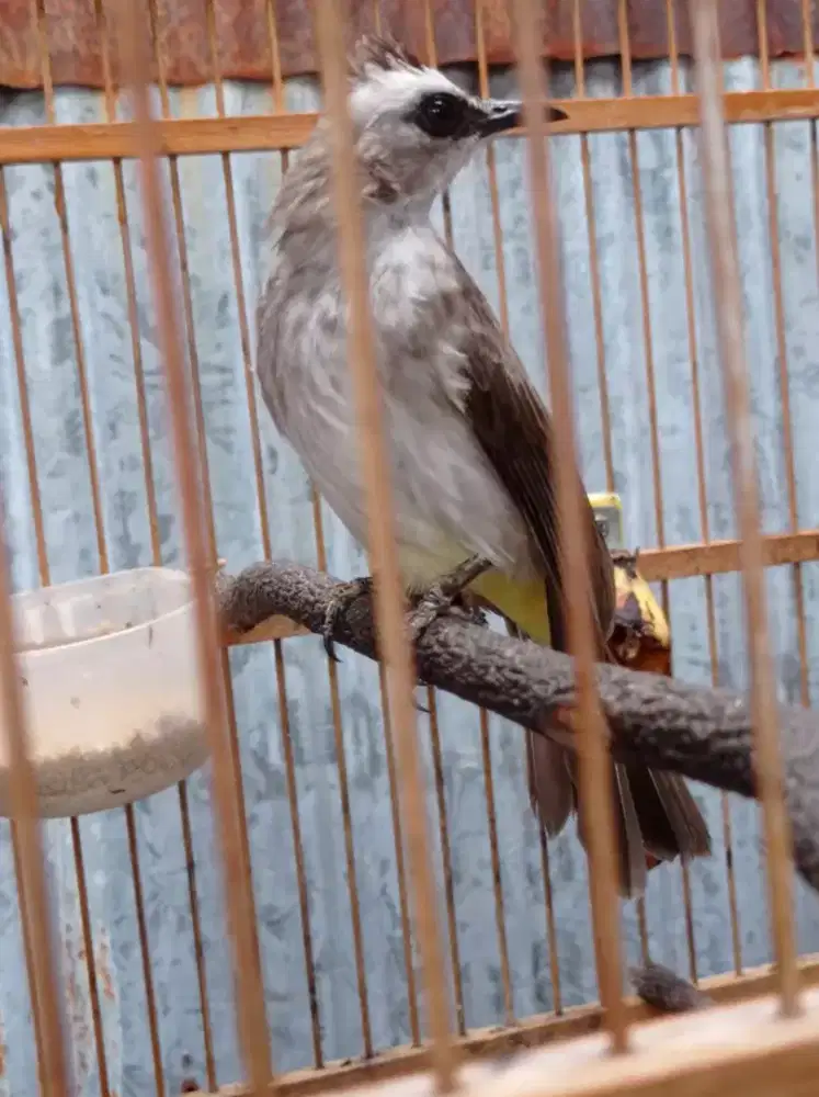 Burung Trucukan Jawa  Fulset
