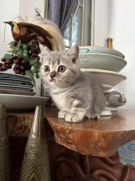 kitten Kucing Munchkin british short hair