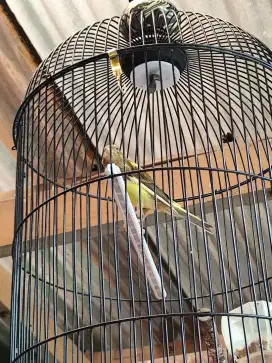 Jual burung kenari F1 paud