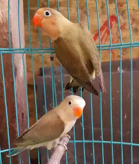 BURUNG LOVE BIRD JENIS AQUA EUWING BL 1 BL 2.