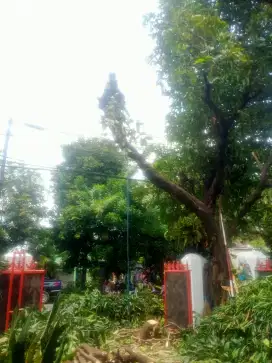 jasa tebang pohon