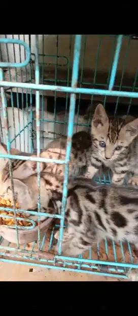 Kitten bengsl pure usia 3 bulan