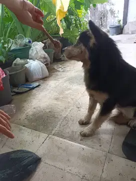 Jual anak anjing husky betina