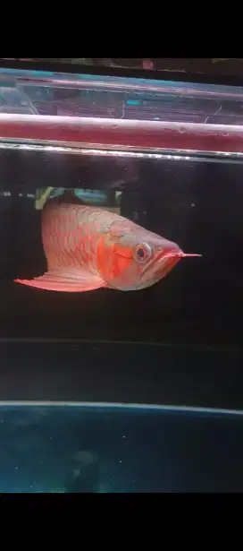 Ikan arwana super red pedes