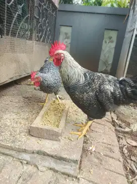 Ayam Ras Impor Jantan Barred Rock Sudah Berkokok Umur 7 Bulan