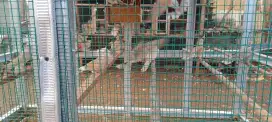 Burung puter sehat