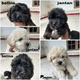 wts anak anjing poodle x maltesse
