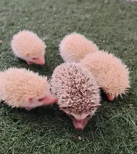 landak minii lucuuu