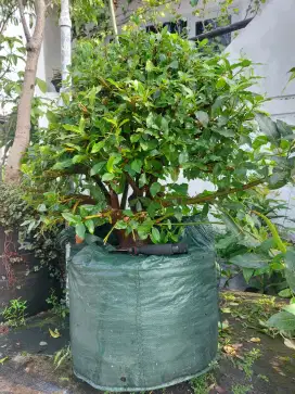 Bonsai Loa bagus murah