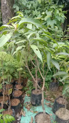 Macam macem pohon buah mangga