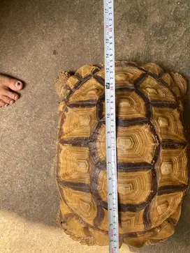 Jual kura kura darat sulcata