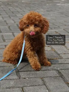 Toy Poodle Super Cute Butuh Pemilik Baru!