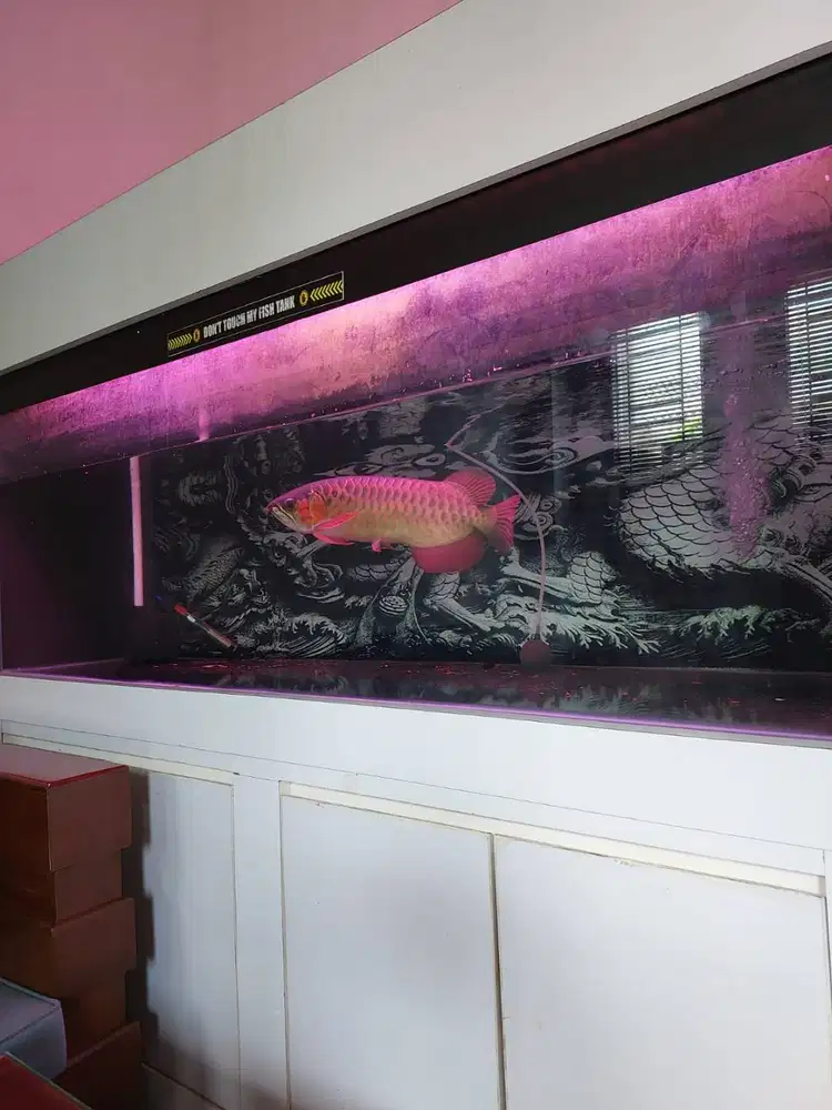 Jual Ikan Arwana SR Plus Aquarium