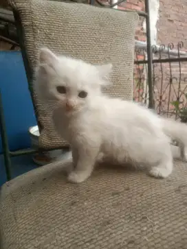 Anak kucing Persia Himalaya betina