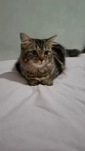 Kucing persia medium tabby betina open adop