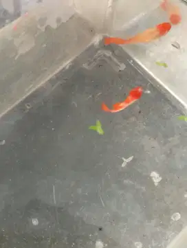 Albino king koi jantan