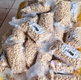 Kacang menari bali