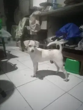 Jual dogi mini cocok untuk di dalam rumah