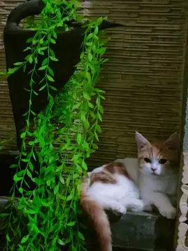 Kucing Scottish Straight bukan Persia BSH