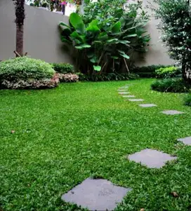 Rumput gajah mini kemasan karung isi 5 meter persegi