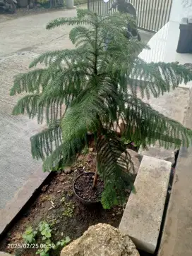 Pohon cemara morpok