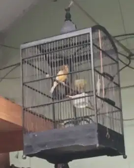 Burung kenari Gacor Dor ( Ngerol)