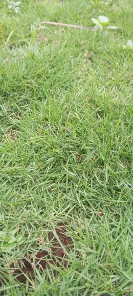 Tukang rumput jepang