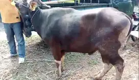 khusus pedagang sapi bali 250-300kilo 1 truk 25 ekoran jual kiloan top