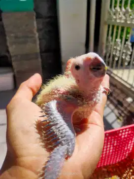 Burung Sunconure bukan falk/Parkit Australia