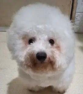 Bichon jantan stb sehat lincah